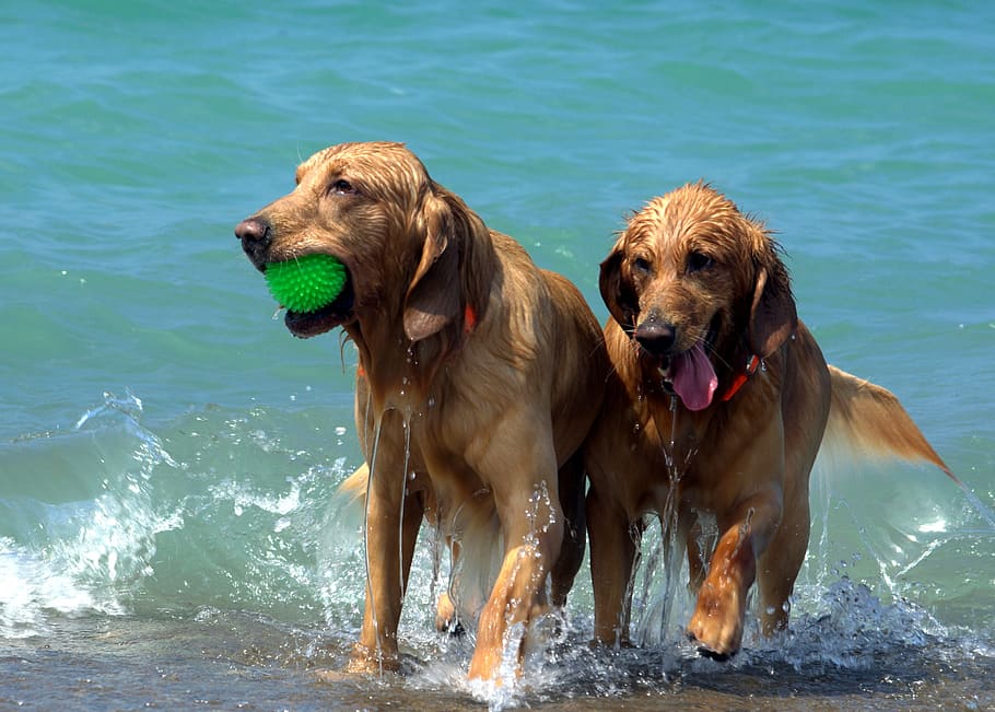 dogs in water